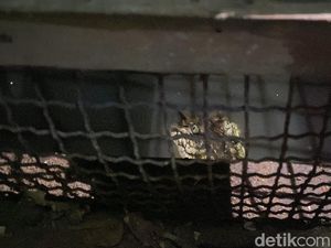7 Bahaya Memelihara Hewan Buas di Rumah 7 Bahaya Memelihara Hewan Buas di Rumah