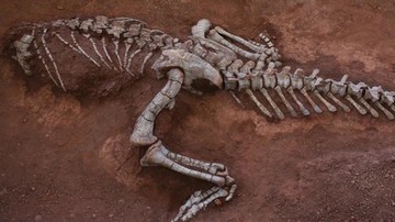 Fosil Dinosaurus Herbivora Raksasa Ditemukan di China, Hidup 190 Juta Tahun Lalu