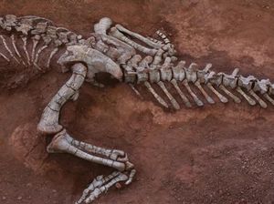 Ilmuwan Temukan Fosil Dinosaurus di China yang Hidup 190 Juta Tahun Lalu Ilmuwan Temukan Fosil Dinosaurus di China yang Hidup 190 Juta Tahun Lalu