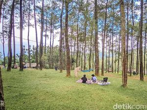 Hutan Pinus Darmacaang Tempat Healing Paling Nyaman di Ciamis Hutan Pinus Darmacaang Tempat Healing Paling Nyaman di Ciamis