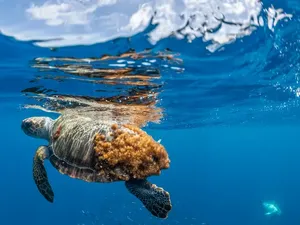 Penyu Bernama Dilly Dally Kembali Dilepas ke Laut Setelah Diamputasi Penyu Bernama Dilly Dally Kembali Dilepas ke Laut Setelah Diamputasi