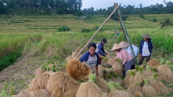 Pupuknya Disebar Lewat Drone, Padi Beras Merah Kini Dipanen