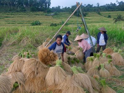 Pupuknya Disebar Lewat Drone, Padi Beras Merah Kini Dipanen