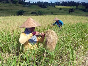 Hari Tani Nasional: Saatnya Menghargai Petani Lewat Setiap Suapan Nasi Hari Tani Nasional: Saatnya Menghargai Petani Lewat Setiap Suapan Nasi