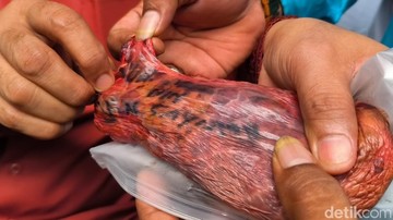 Penampakan Paru Sapi Kurban Bertuliskan Nama Orang yang Viral di Tangsel