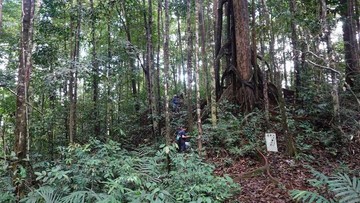 Ahli Temukan Dua Spesies Baru Begonia di Kalimantan, Ini Keunikannya!