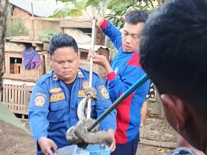 Ular Sanca 3 Meter Makan Ternak Warga di PALI, Dievakuasi Petugas Damkar Ular Sanca 3 Meter Makan Ternak Warga di PALI, Dievakuasi Petugas Damkar