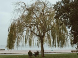 7 Jenis Tanaman yang Dapat Membantu Mencegah Banjir