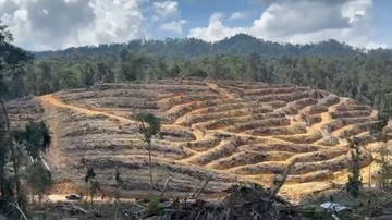 Potret 60 Ha Lahan di Hutan Lindung Siabu Riau 'Botak' Akibat Perambahan