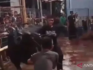 Sapi Kurban Ngamuk di Jaktim, Lukai 3 Orang hingga Rusak Motor Warga Sapi Kurban Ngamuk di Jaktim, Lukai 3 Orang hingga Rusak Motor Warga
