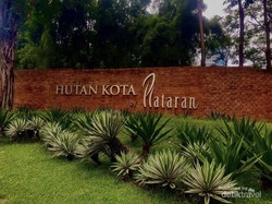 Menikmati Indahnya Hamparan Hutan Kota GBK
