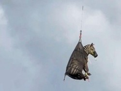 Video Zebra yang Kabur dari Pemiliknya Ditemukan, Diterbangkan Pakai Heli