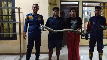 Ular Sanca 2 Meter Muncul di Kamar Tidur Warga Bogor, Damkar Turun Tangan