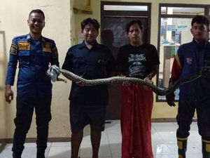 Ular Sanca 2 Meter Muncul di Kamar Tidur Warga Bogor, Damkar Turun Tangan Ular Sanca 2 Meter Muncul di Kamar Tidur Warga Bogor, Damkar Turun Tangan
