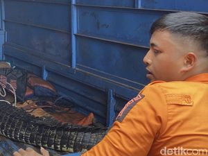 Begini Nasib Buaya 2 Meter Milik Pria Surabaya Setelah Dievakuasi Begini Nasib Buaya 2 Meter Milik Pria Surabaya Setelah Dievakuasi