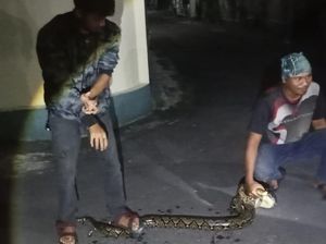 Mangsa Ayam, Piton 2,5 Meter di Jomboran Klaten Ditangkap Mangsa Ayam, Piton 2,5 Meter di Jomboran Klaten Ditangkap