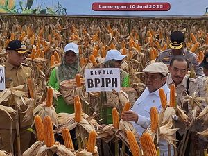 Tak Perlu Sertifikat, Jagung Rekayasa Genetik di Lamongan 100% Halal Tak Perlu Sertifikat, Jagung Rekayasa Genetik di Lamongan 100% Halal