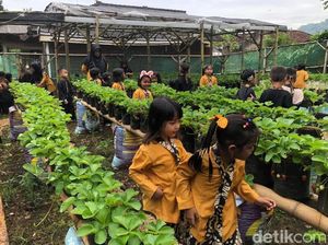 Seru! Sensasi Petik Stroberi Langsung dari Kebunnya di Sukabumi