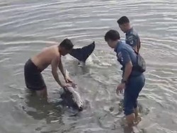 Lumba-lumba Penuh Luka Terdampar di Pantai Selayar, Dievakuasi ke Tengah Laut