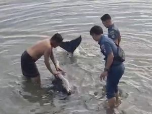 Lumba-lumba Penuh Luka Terdampar di Pantai Selayar, Dievakuasi ke Tengah Laut Lumba-lumba Penuh Luka Terdampar di Pantai Selayar, Dievakuasi ke Tengah Laut
