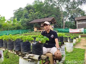 Di Bawah Terik, Dikri Bertahan demi Stroberi dan Mimpi