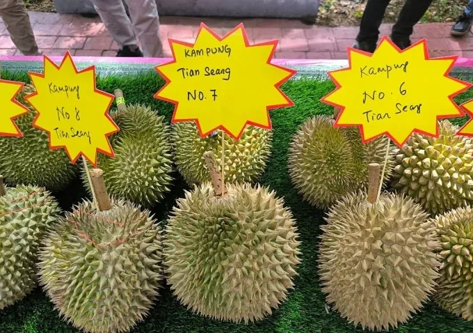 Meriah! Festival Durian Ini Ajak 1.000 Orang Makan Sepuasnya