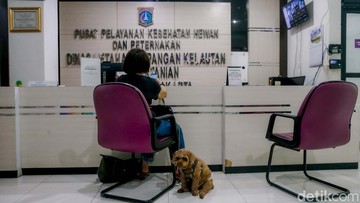 Rencana Subsidi 'BPJS Hewan' Puskeswan untuk Bantu Warga Kurang Mampu