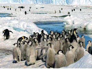 Dunia Hari Ini: Populasi Penguin Emperor Berkurang Hampir Seperempat Dunia Hari Ini: Populasi Penguin Emperor Berkurang Hampir Seperempat