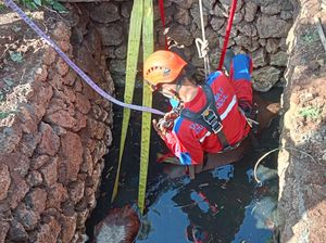 Kabur Saat Hendak Dibawa ke Pasar, Sapi 5 Kuintal Tercebur Sumur di Gunungkidul Kabur Saat Hendak Dibawa ke Pasar, Sapi 5 Kuintal Tercebur Sumur di Gunungkidul