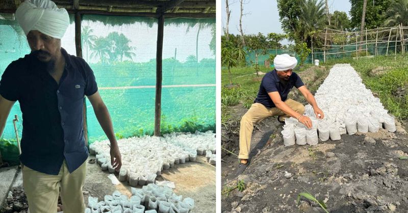 Dokter Alih Profesi Jadi Petani Mangga, Kini Raup Untung Rp 1,6 Miliar