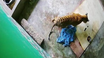 Sedih, Harimau Sumatera di Jambi Mati Terjerat Sling Baja
