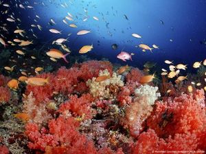 Lautan Dunia Sedang Tidak Baik-Baik Saja