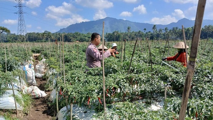 Personel Polresta Banyuwangi dukung ketahanan pangan petani cabai