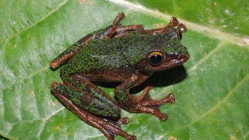 Peneliti BRIN Ungkap Spesies Baru Katak Pohon di Sulawesi, Satwa Endemik