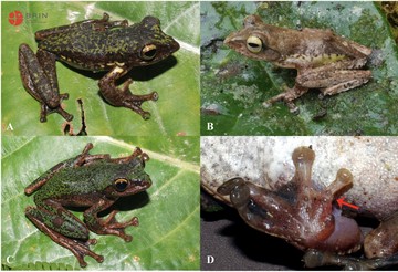 Foto: Melihat Lebih Dekat Spesies Baru Katak Pohon Endemik Sulawesi