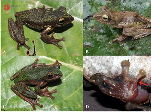 Foto: Melihat Lebih Dekat Spesies Baru Katak Pohon Endemik Sulawesi Foto: Melihat Lebih Dekat Spesies Baru Katak Pohon Endemik Sulawesi