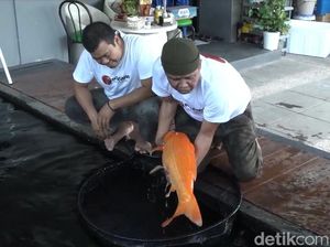 Polisi Surabaya Ternak Koi Raup Untung Puluhan Juta Rupiah Per Bulan Polisi Surabaya Ternak Koi Raup Untung Puluhan Juta Rupiah Per Bulan