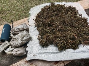 HP Egianus Kogoya Ditemukan, Terungkap KKB Punya Kebun Ganja untuk Beli Senpi HP Egianus Kogoya Ditemukan, Terungkap KKB Punya Kebun Ganja untuk Beli Senpi