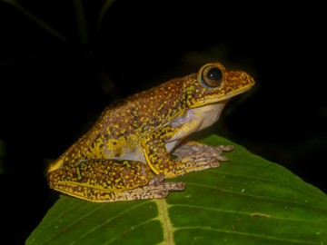 Katak Terbang Sulawesi yang Hilang Lebih dari Seabad Ditemukan Kembali!