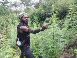 Penampakan Pentolan KKB Egianus Kogoya Kelola Kebun Ganja demi Beli Senpi Penampakan Pentolan KKB Egianus Kogoya Kelola Kebun Ganja demi Beli Senpi