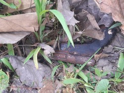 Warga Temukan Senpi Diduga Bekas Konflik Poso Saat Cari Pakan Kambing