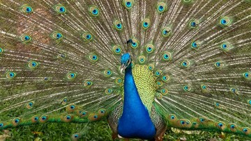 Ciamiknya Hasil Foto Huawei Nova 13 Pro, Warna Lebih Tajam