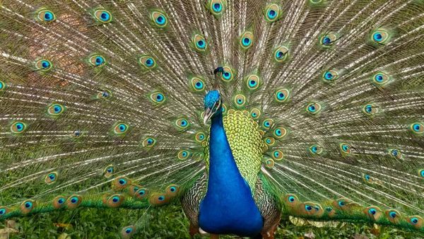 Ciamiknya Hasil Foto Huawei Nova 13 Pro, Warna Lebih Tajam
