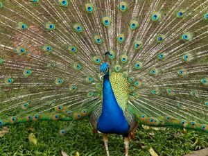 Ciamiknya Hasil Foto Huawei Nova 13 Pro, Warna Lebih Tajam