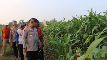 Polres Serang Ubah 22 Hektare Lahan Tidur di Kopo Jadi Areal Jagung