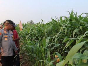 Polres Serang Ubah 22 Hektare Lahan Tidur di Kopo Jadi Areal Jagung Polres Serang Ubah 22 Hektare Lahan Tidur di Kopo Jadi Areal Jagung