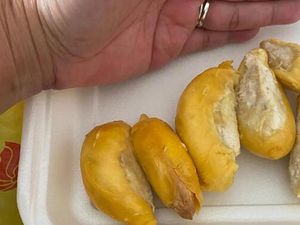 Pelanggan Ngeluh Daging Durian Udang Merah Rp 890 Ribu Hanya Seukuran Jari Pelanggan Ngeluh Daging Durian Udang Merah Rp 890 Ribu Hanya Seukuran Jari
