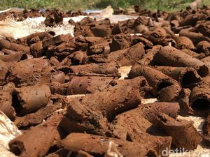 Kenalkan Ini Ampo Makanan dari Tanah yang Jadi Warisan Budaya di Bantul Kenalkan Ini Ampo Makanan dari Tanah yang Jadi Warisan Budaya di Bantul