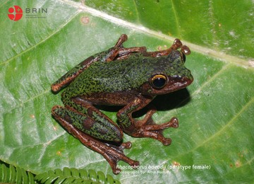 Spesies Baru Katak Pohon Ditemukan Sulawesi