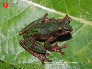 Spesies Baru Katak Pohon Ditemukan di Sulawesi